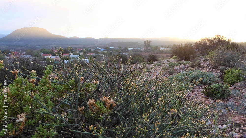 Dew on Twiggy Shrubs Against Sunrise over a Karoo Village, South Africa