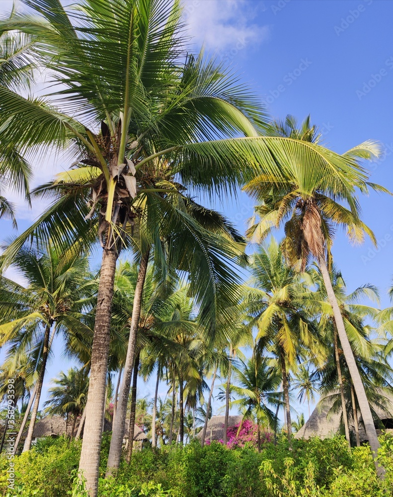 Fototapeta premium coconut palm trees