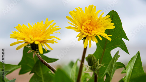 flowering dandelion with green leaves against a dark sky