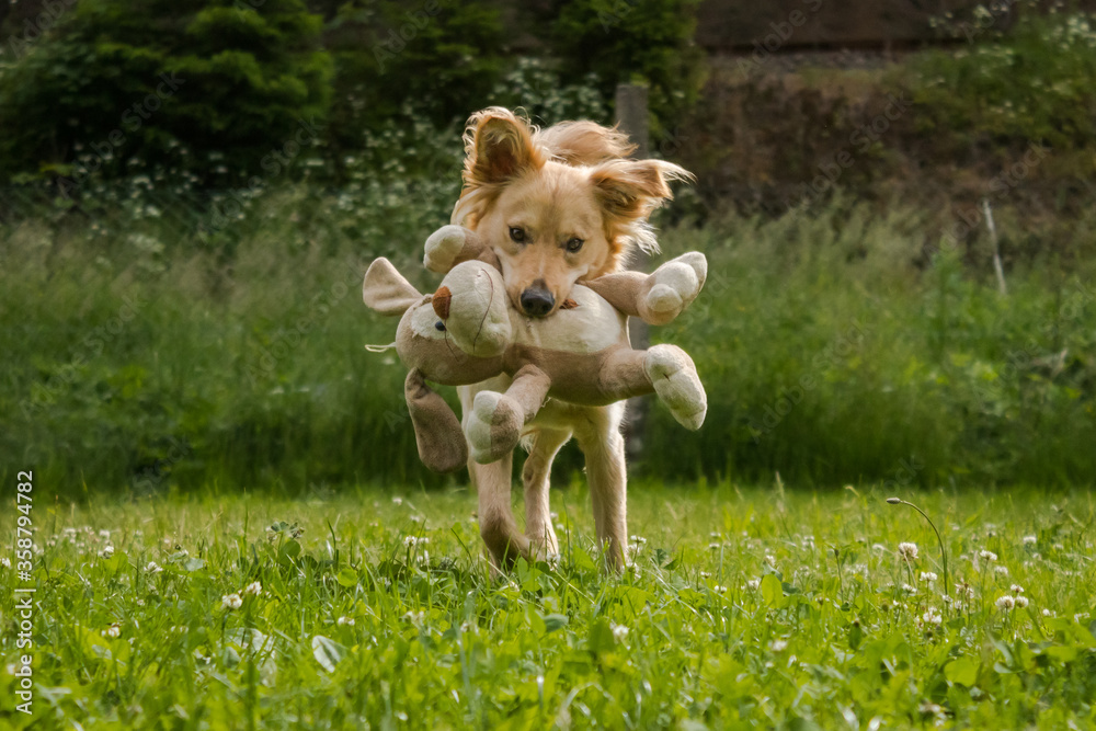 Happy puppy dog playing with fluffy teddy bear on the summer meadow 