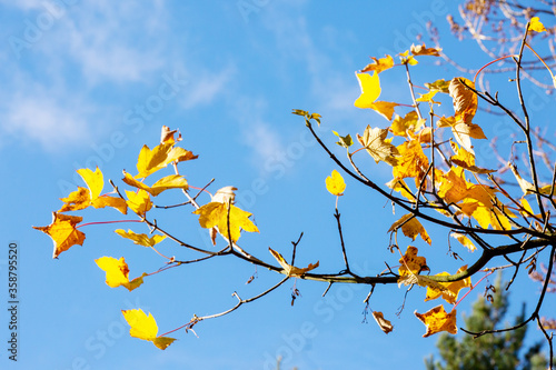 Autumn tree branches with yellow leaves and blue sky
