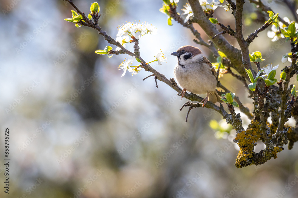 Eurasian tree sparrow (Passer montanus) Eurasian tree sparrow (Passer montanus)