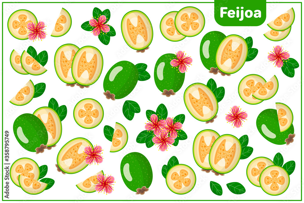 Set of vector cartoon illustrations with Feijoa exotic fruits, flowers and leaves isolated on white background Set of vector cartoon illustrations with Feijoa exotic fruits, flowers and leaves isolated on white background