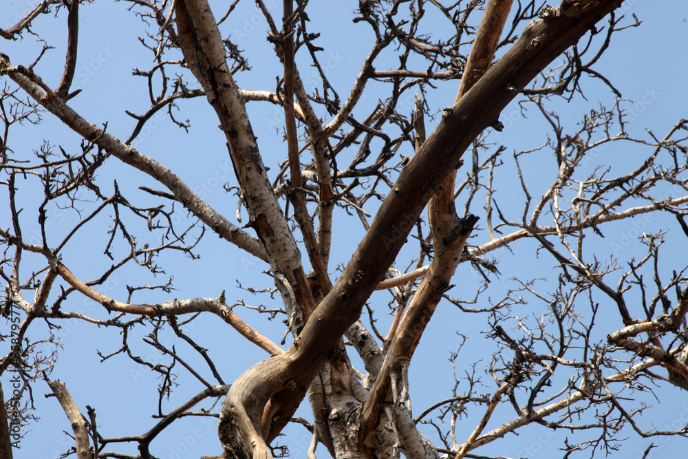 dead tree branches against blue sky dead tree branches against blue sky