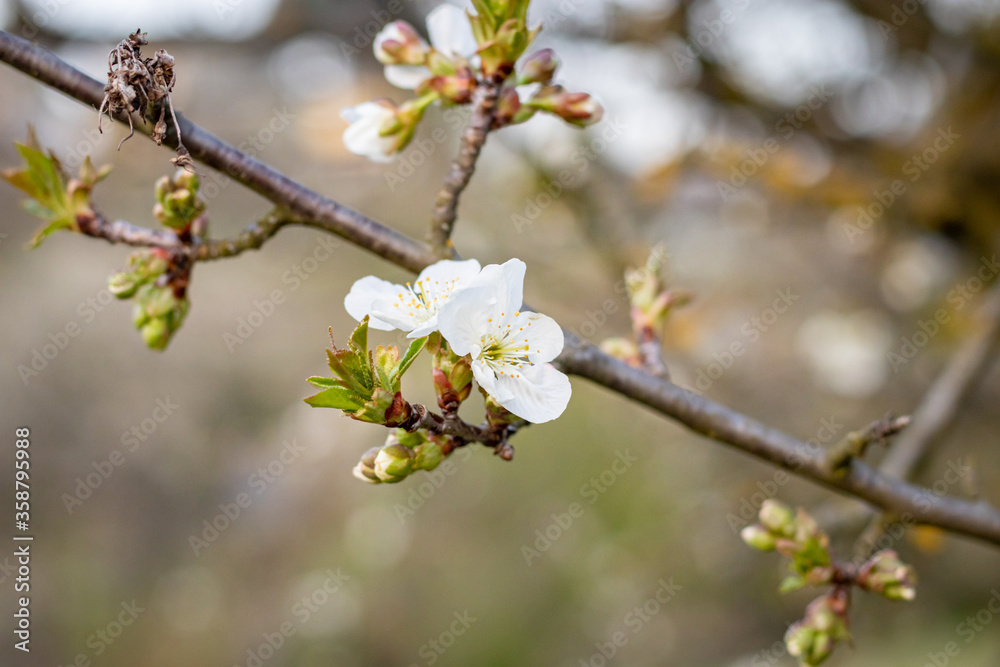 White cherry tree flowers in the garden White cherry tree flowers in the garden