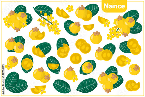 Set of vector cartoon illustrations with Nance exotic fruits, flowers and leaves isolated on white background