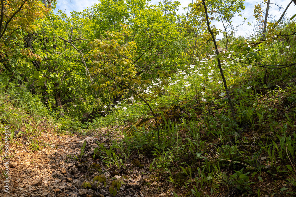Beautiful forest in the valley of the river Vorgol. Lipetsk region. Russia. Beautiful forest in the valley of the river Vorgol. Lipetsk region. Russia.