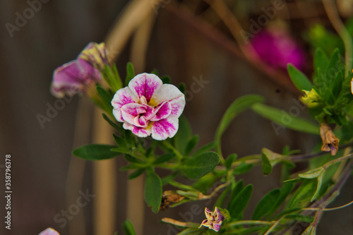 Gartenblume  Petunie  Sweet sunshine  mit pinker Bl  te