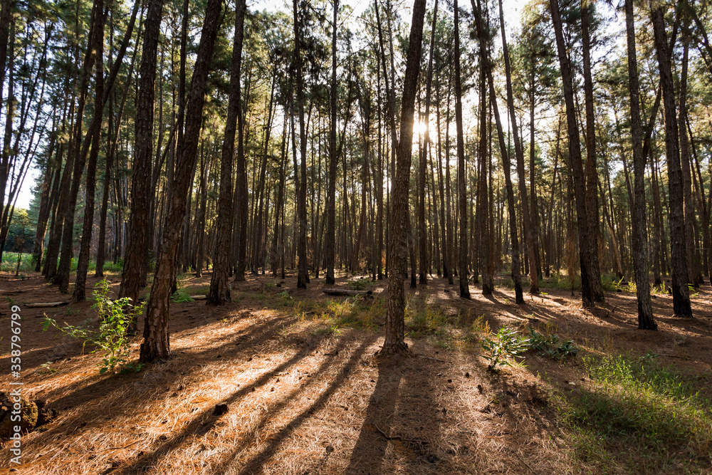 Forest of trees and pine cone with pine leaves Forest of trees and pine cone with pine leaves