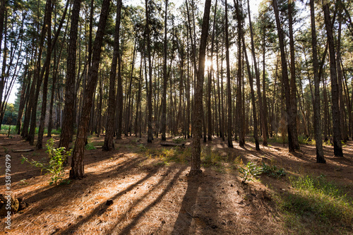 Forest of trees and pine cone with pine leaves