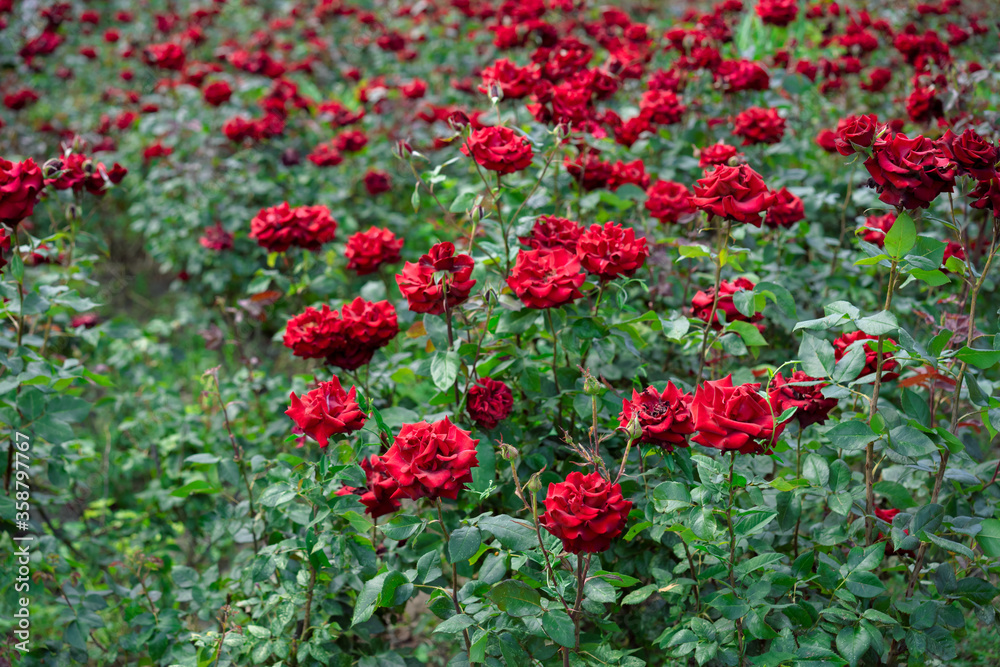 Lots of growing red roses