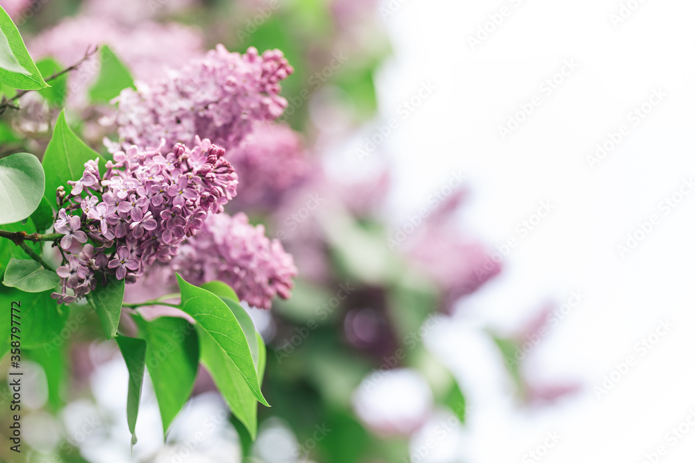 Obraz premium Beautiful branches of blossoming lilac in a spring garden.