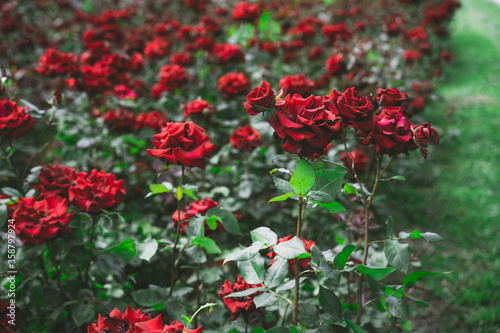 Many blooming and growing red roses