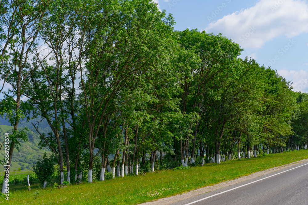 Trees growing along the road