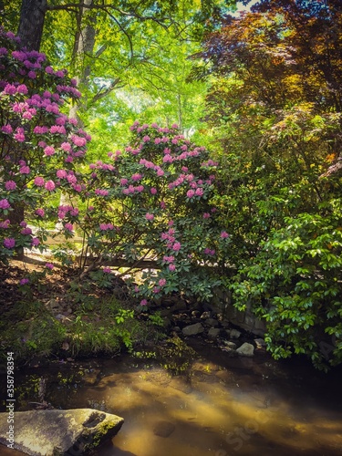 Wildflowers at a river's edge.