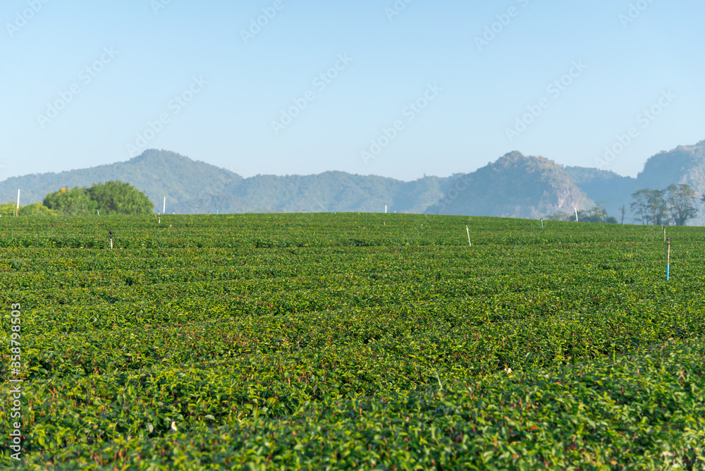 Tea plantation in Chiang Rai, Thailand.