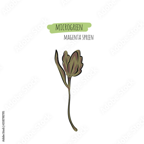 Hand drawn magenta spreen micro greens. Vector illustration in sketch style isolated on white background photo