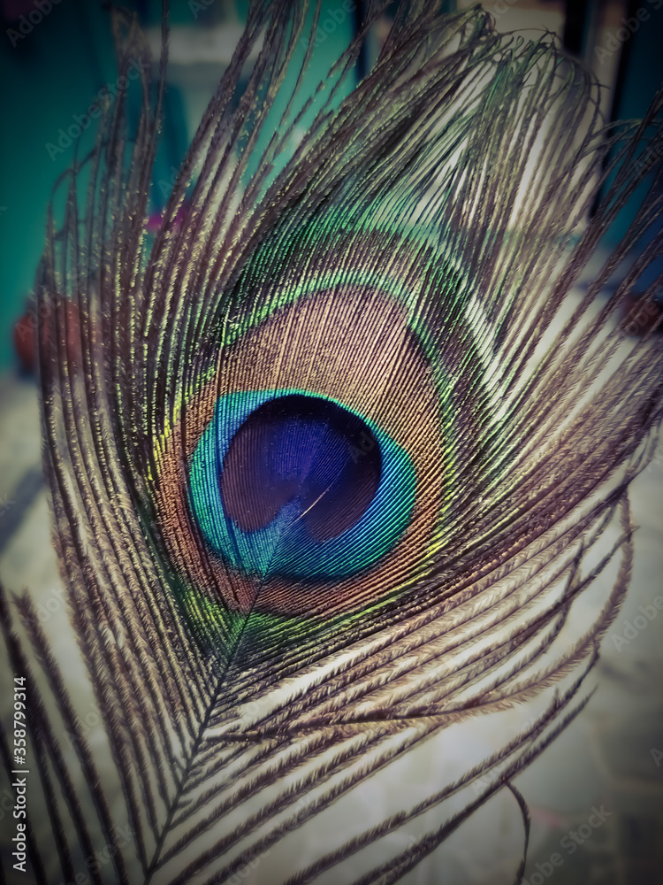 Obraz premium peacock feather close up