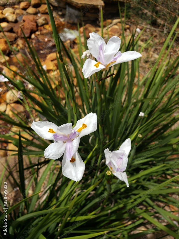 White bloomed flowers White bloomed flowers