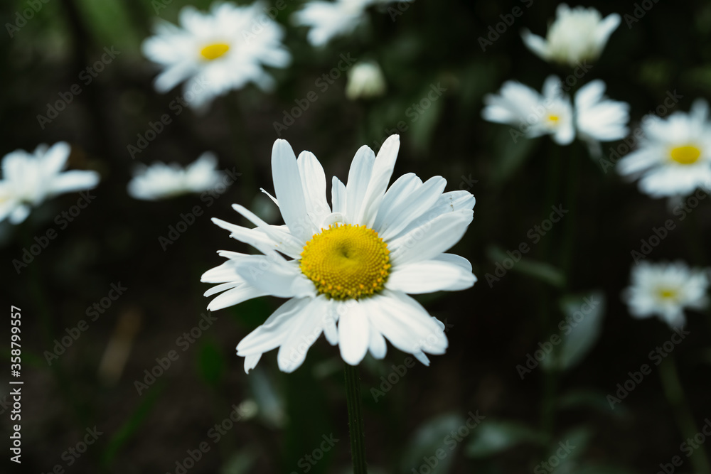 Obraz premium Daisies growing in the ground