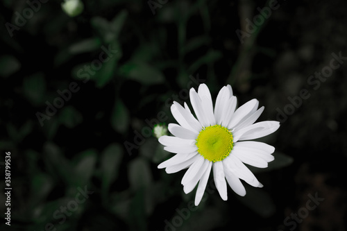 Chamomile with white petals on a background of plants