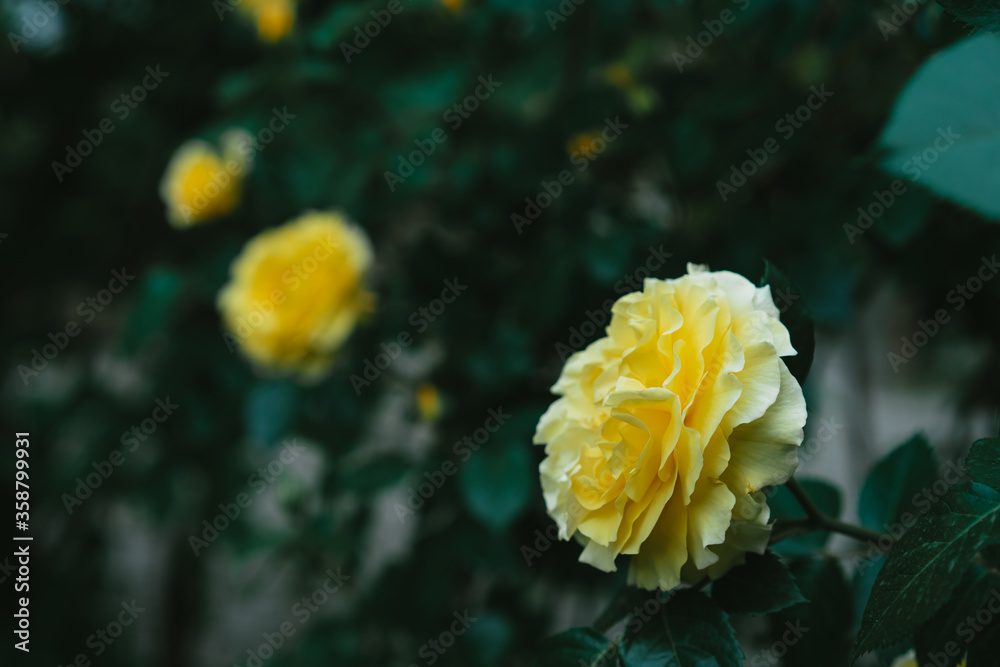 Yellow rose grows on a background of roses
