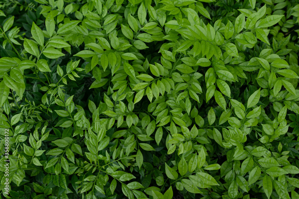 green leaves background green leaves background