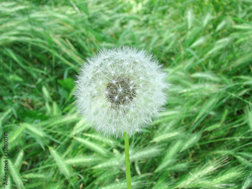 summer landscape. dandelions among green grass in the forest