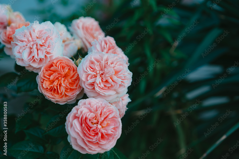 Blooming pink roses on a background of plants Blooming pink roses on a background of plants