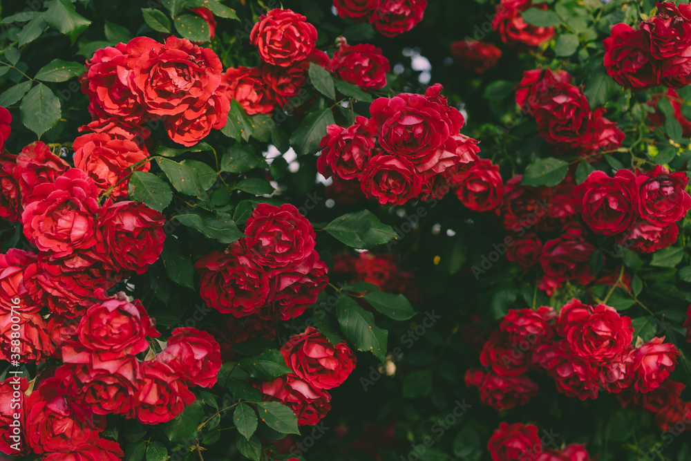 Red rose bush growing in the garden Red rose bush growing in the garden