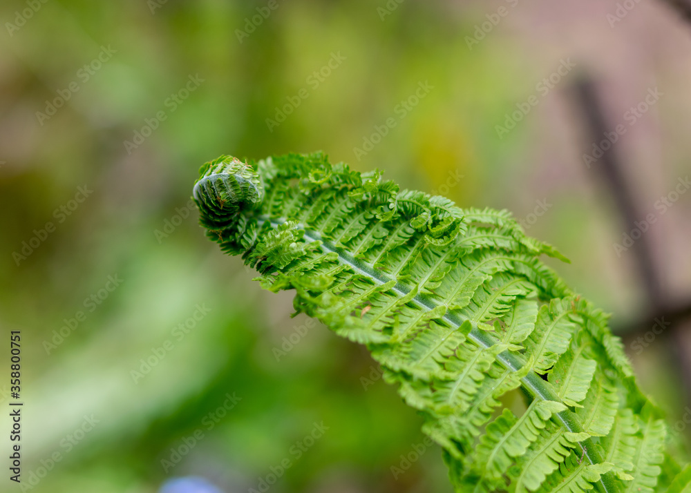 Fototapeta premium Fern leaf leaf background, young, green shoots of fern (Polypodiophyta), spring season. Close-up