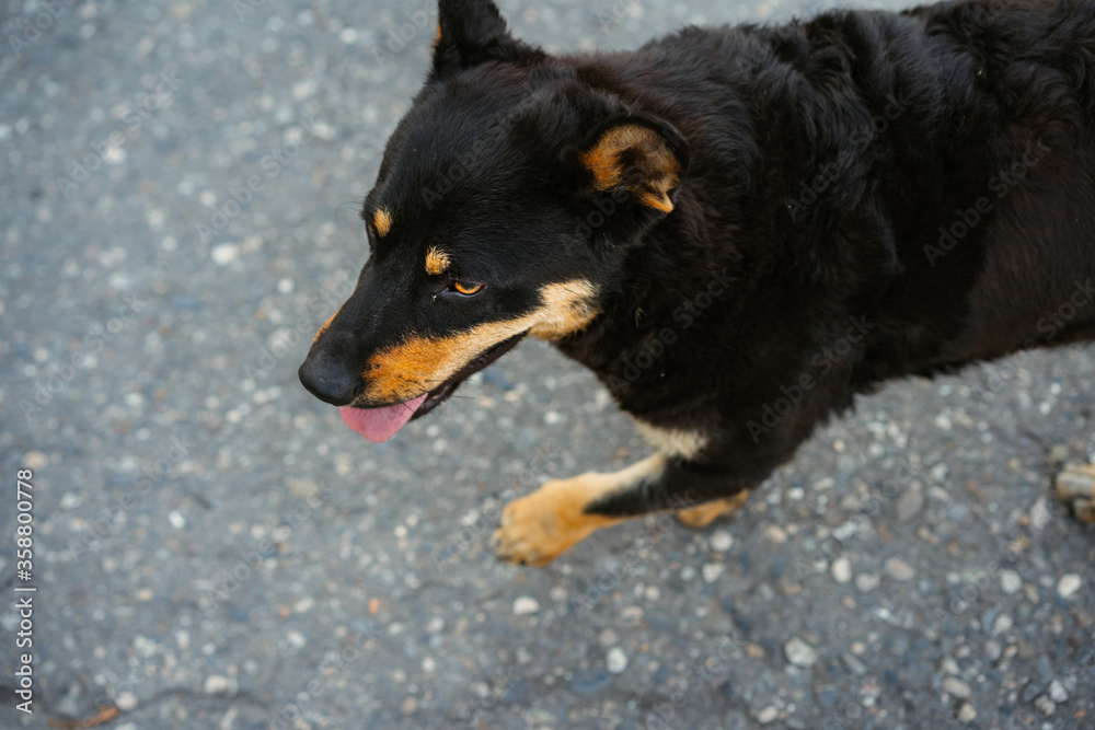 Dog with tongue hanging out wants to drink water. Dog with tongue hanging out wants to drink water.