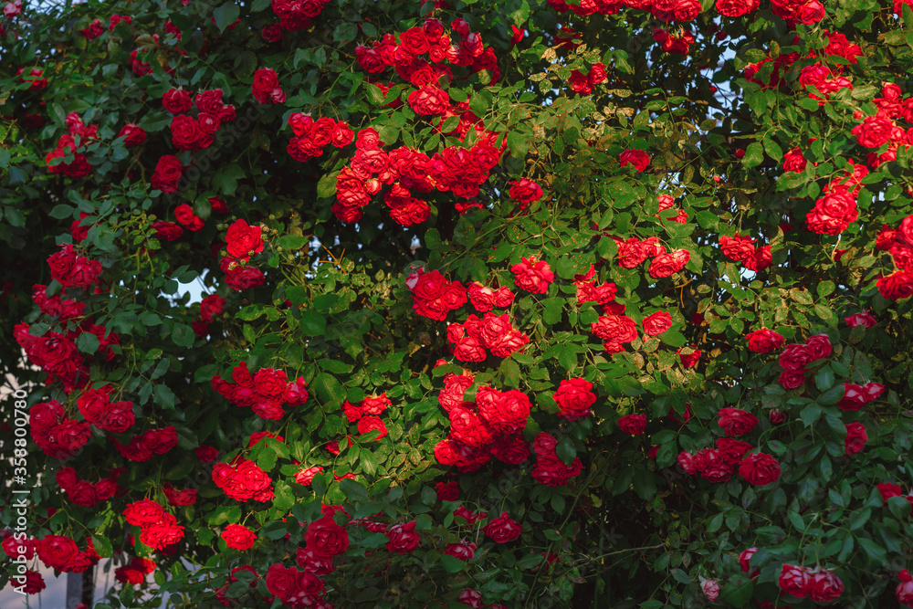 Growing big bush of red rose