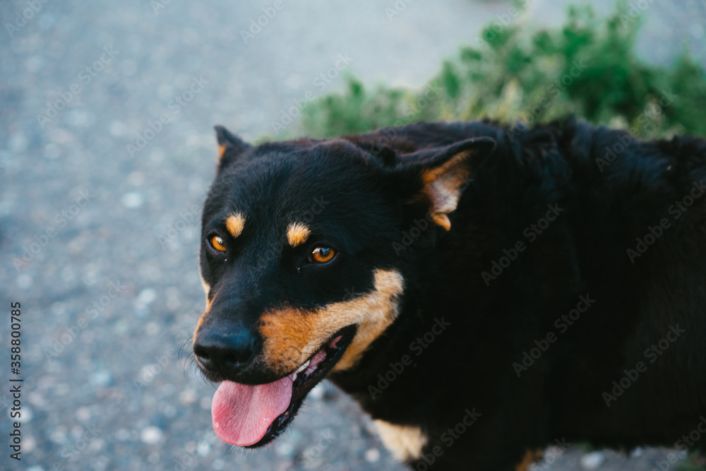 Dog in the street with open mouth. Dog in the street with open mouth.