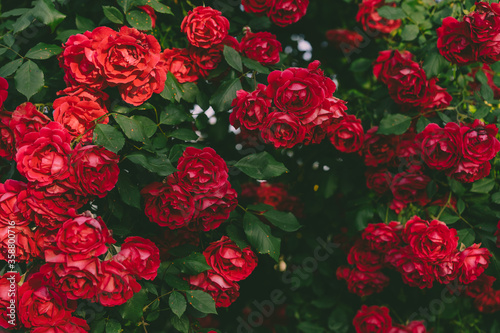 Red rose bush growing in the garden