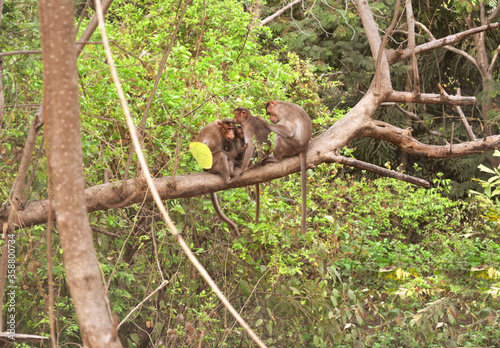 Monkey Family on Branch of Tree with greenery background