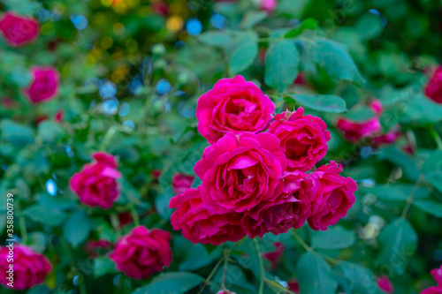 Rose bush growing in the garden