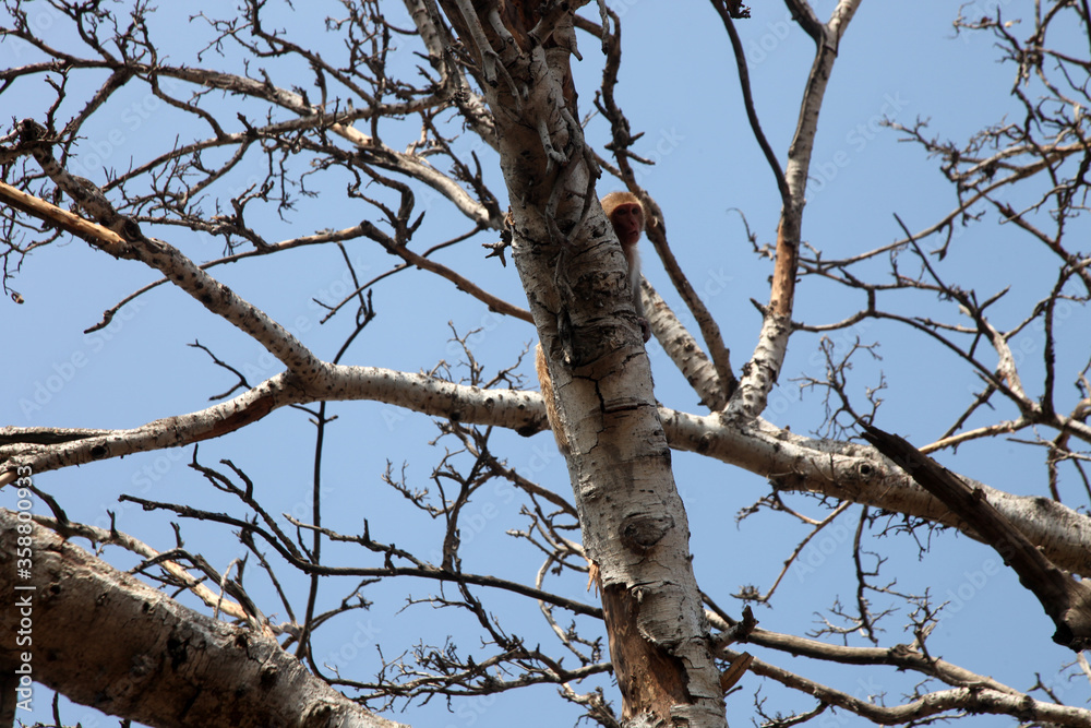 Tree Branches, Monkey Playing Forest Area Tree Branches, Monkey Playing Forest Area