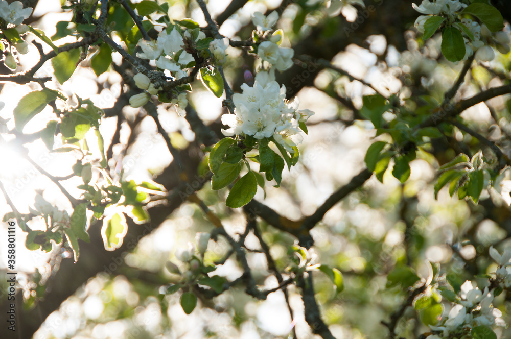 Blooming Apple tree in blur. Flowers of apple tree. Natural background. Bright and colorful background. Spring background. Planting. Gardening. Spring nature