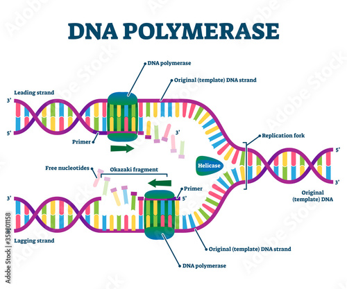 DNA Polymerase enzyme syntheses labeled educational vector illustration.