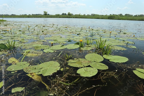 Large green leaves of water lilies cover the surface of the pond.