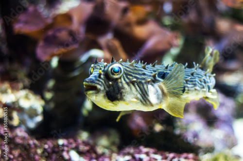 Group of Coral reef fish underwater aquarium