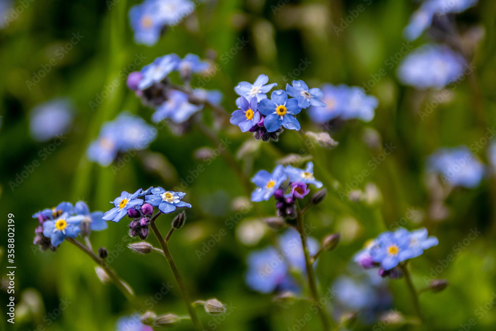 forget me not flowers in meadows forget me not flowers in meadows