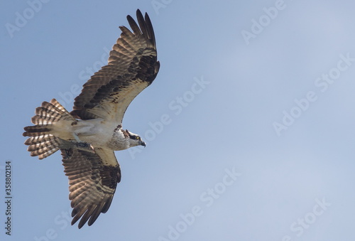 osprey in flight