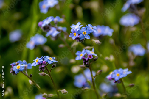 forget me not flowers in meadows