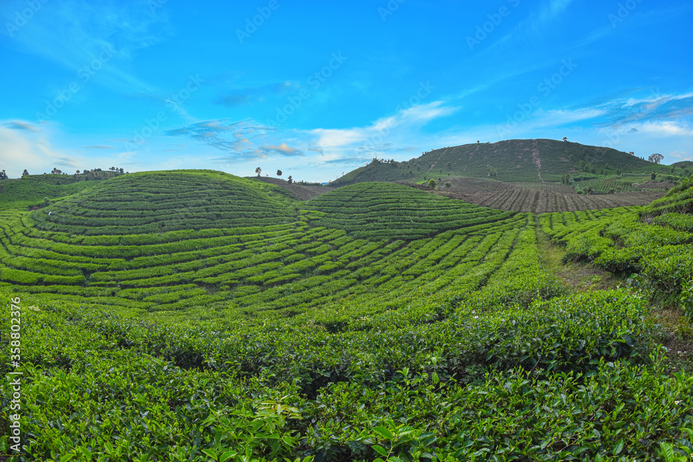 tea plantation 