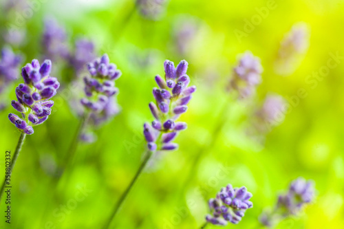 Closeup of Lavender Flowers in the garden
