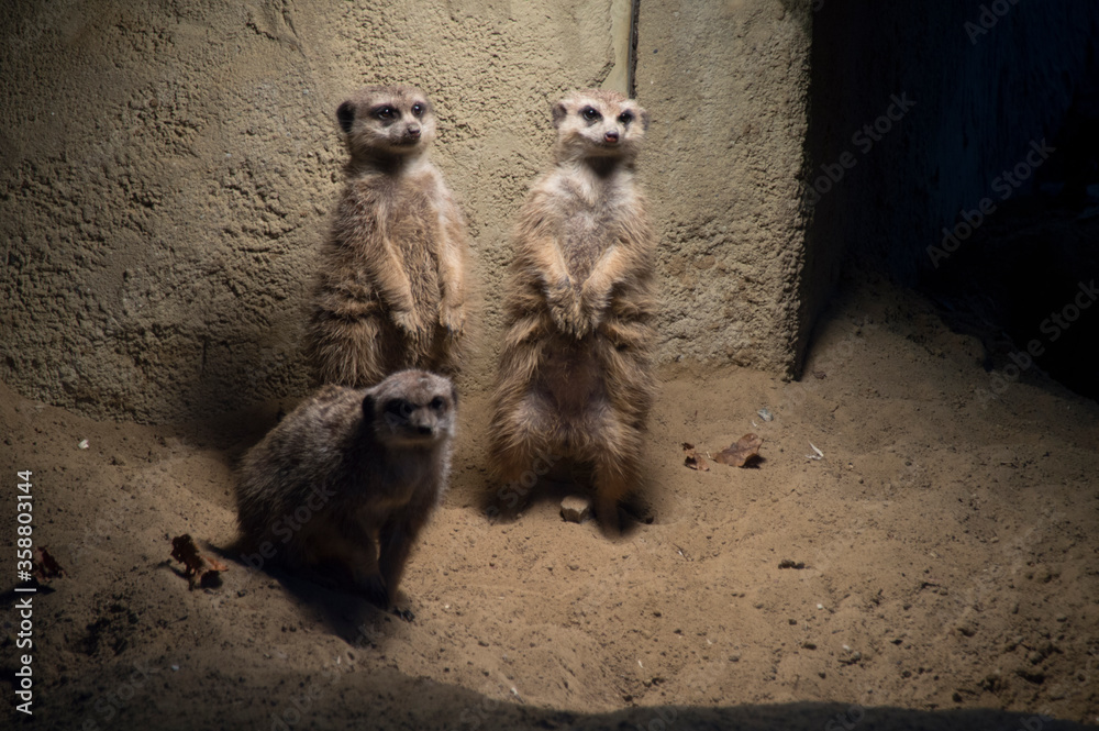 Fototapeta premium meerkat on the lookout