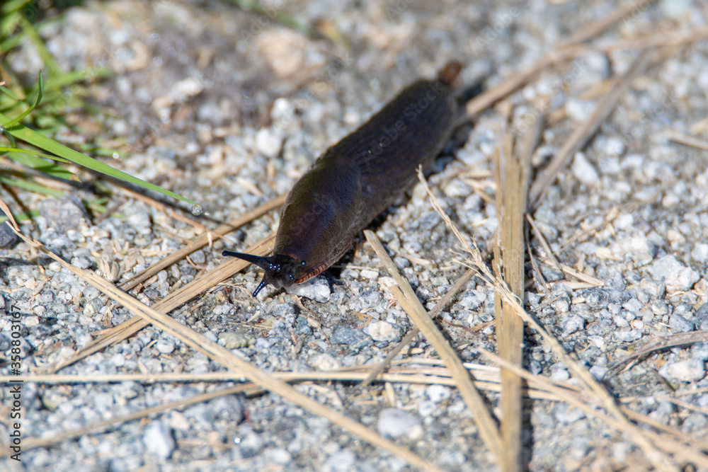 Black slug crawling on the ground. Vancouver BC Canada
Black slug crawling on the ground. Vancouver BC Canada