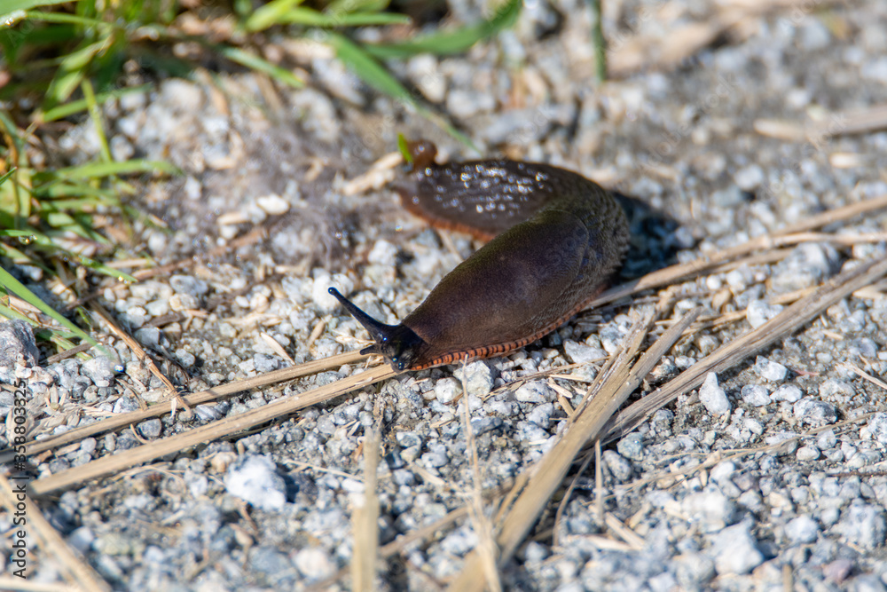 Black slug crawling on the ground. Vancouver BC Canada
Black slug crawling on the ground. Vancouver BC Canada